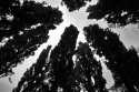 trees - turin